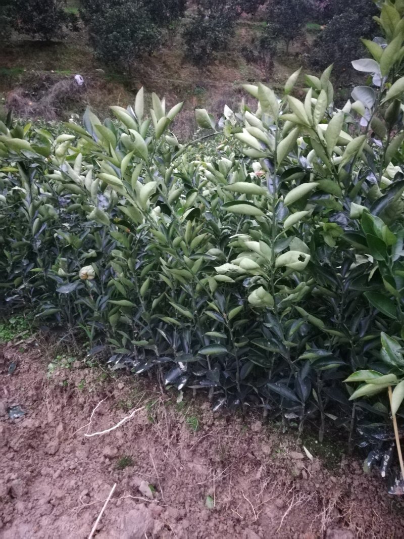 卡拉卡拉红心脐橙苗/红心纽荷尔苗/红心脐橙