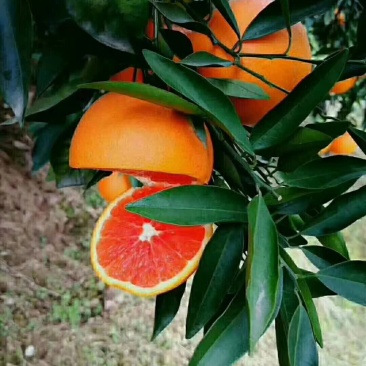 卡拉卡拉红心脐橙苗/红心纽荷尔苗/红心脐橙