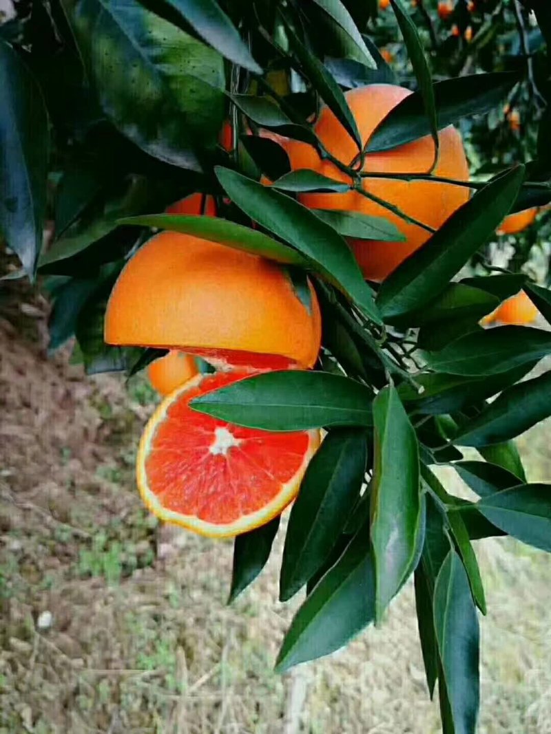 卡拉卡拉红心脐橙苗/红心纽荷尔苗/红心脐橙