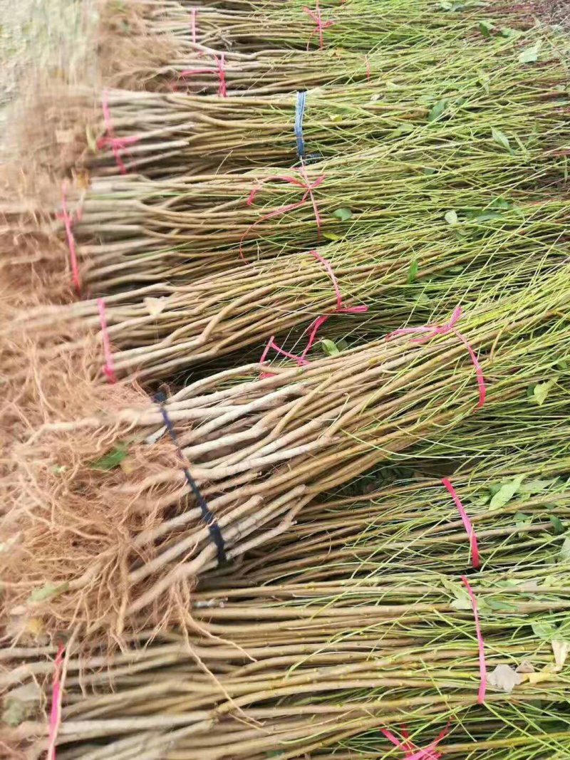 桃树苗，突围桃黄金密，出售各种树苗，有一到二年各种占地苗