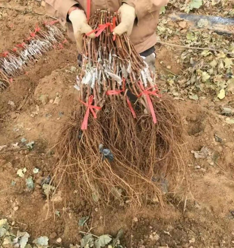 美人指葡萄苗葡萄苗【速生生长速度结果快】成活率高