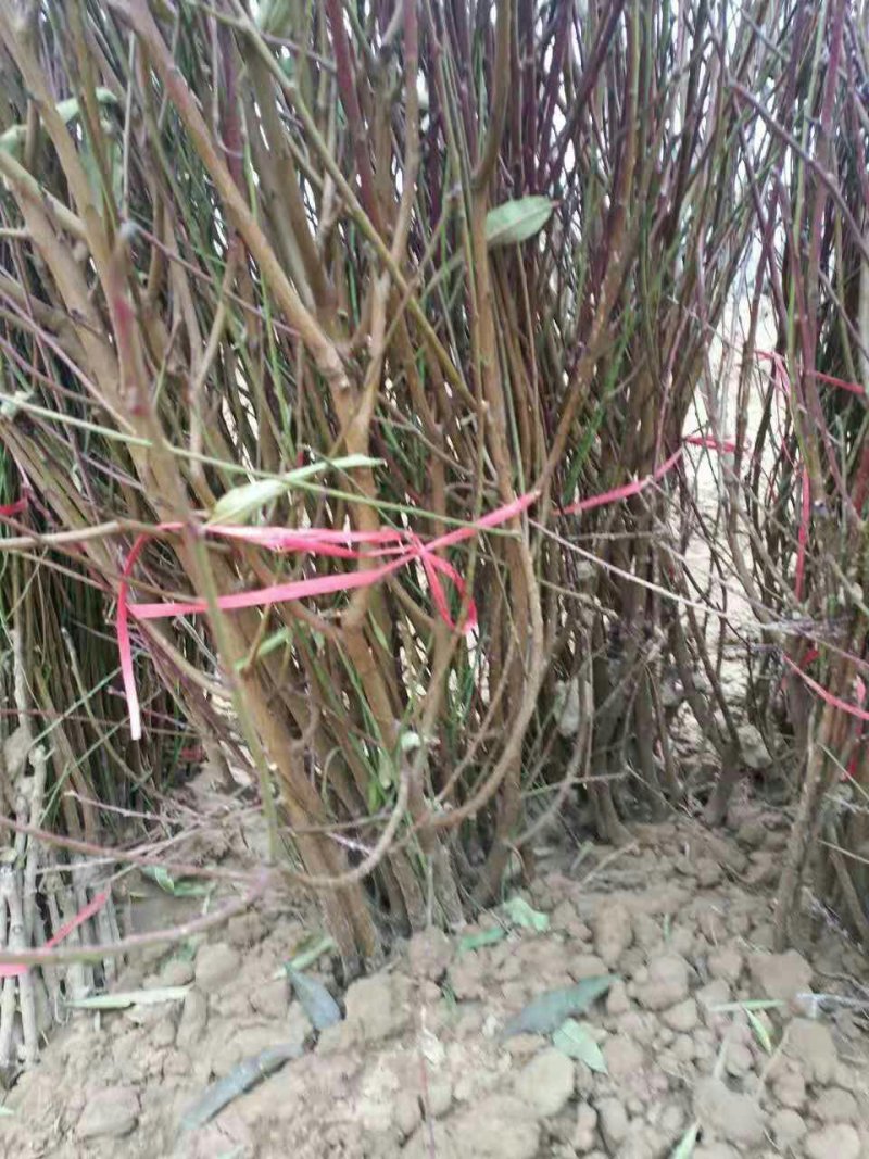 桃树苗，突围桃黄金密，出售各种树苗，有一到二年各种占地苗