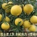 黄金贡柚苗春香橘苗，有一年苗两年试果苗三年挂果苗