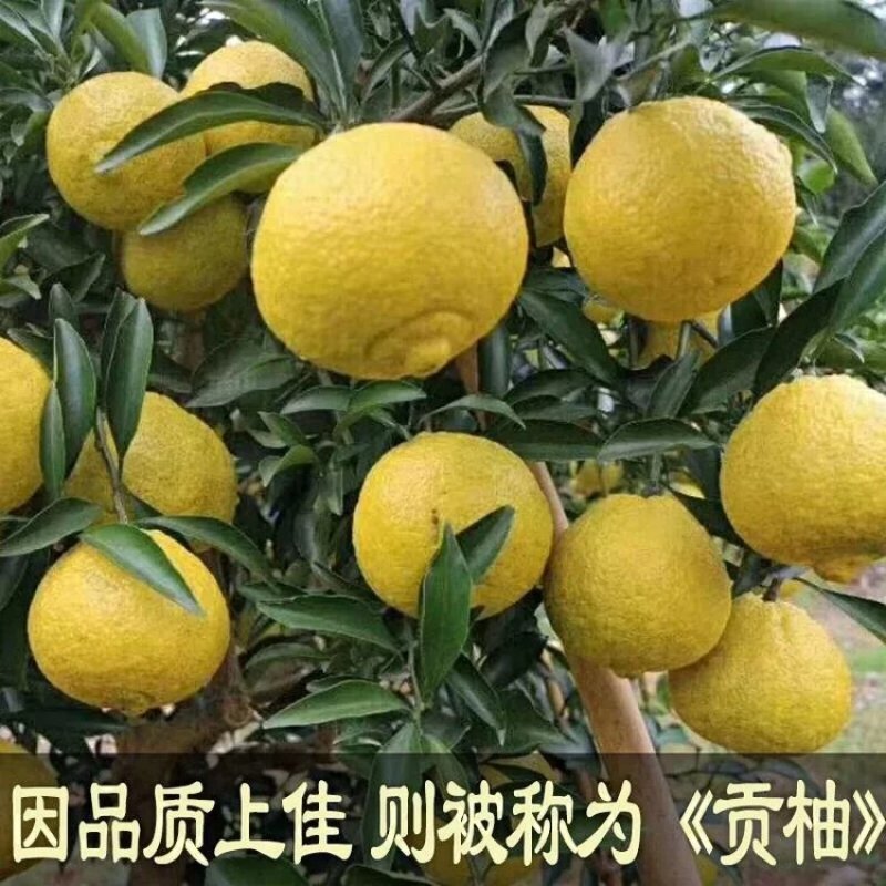 黄金贡柚苗春香橘苗，有一年苗两年试果苗三年挂果苗