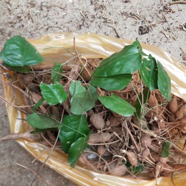 野生小叶野生牛大力薯