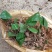 野生小叶野生牛大力薯