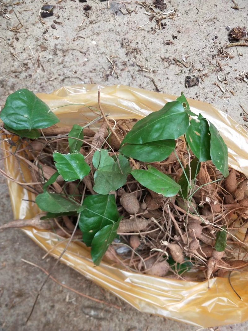野生小叶野生牛大力薯