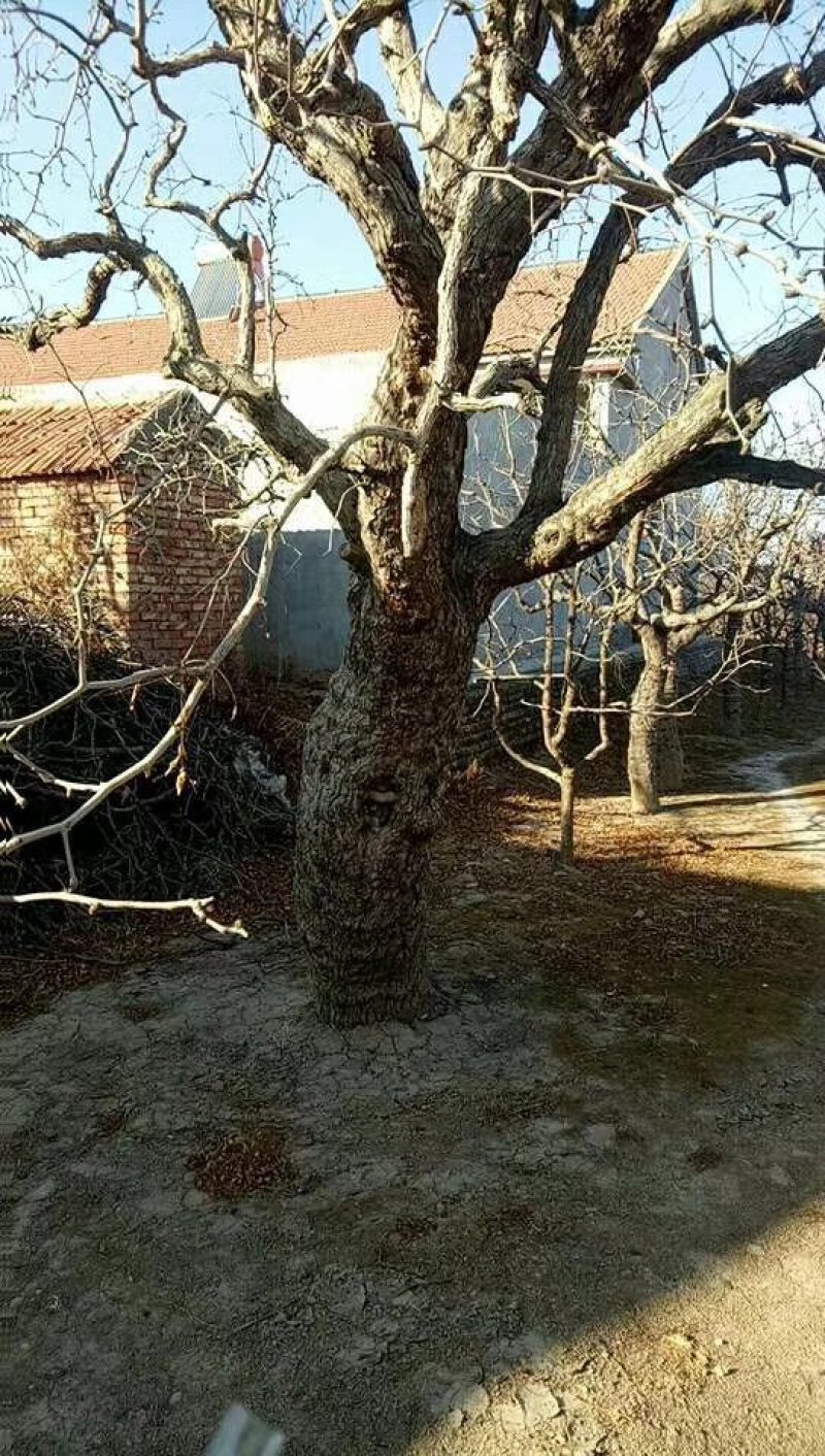 供应占地枣树，龙须树，老枣树，白蜡，各种绿化苗木