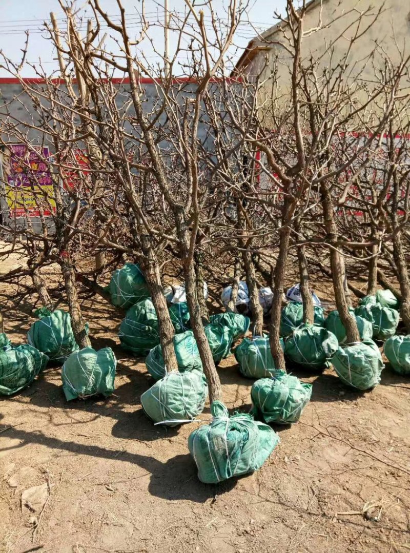 供应占地枣树，龙须树，老枣树，白蜡，各种绿化苗木