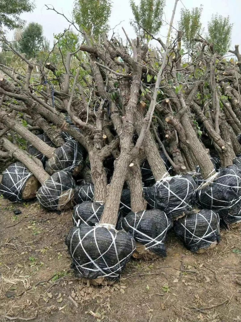 供应占地枣树，龙须树，老枣树，白蜡，各种绿化苗木