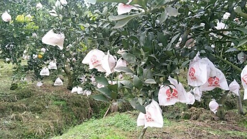 精品春见耙耙柑，入口化渣皮薄肉厚四川特产大量上市