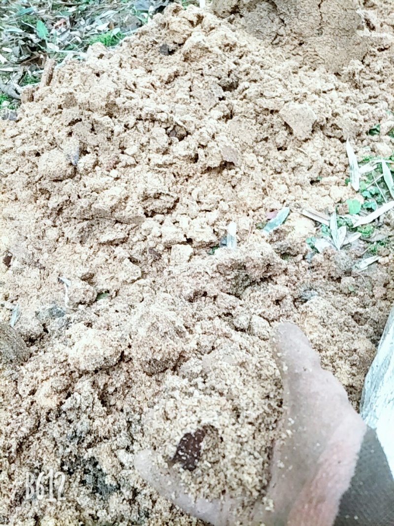 阳荷笋