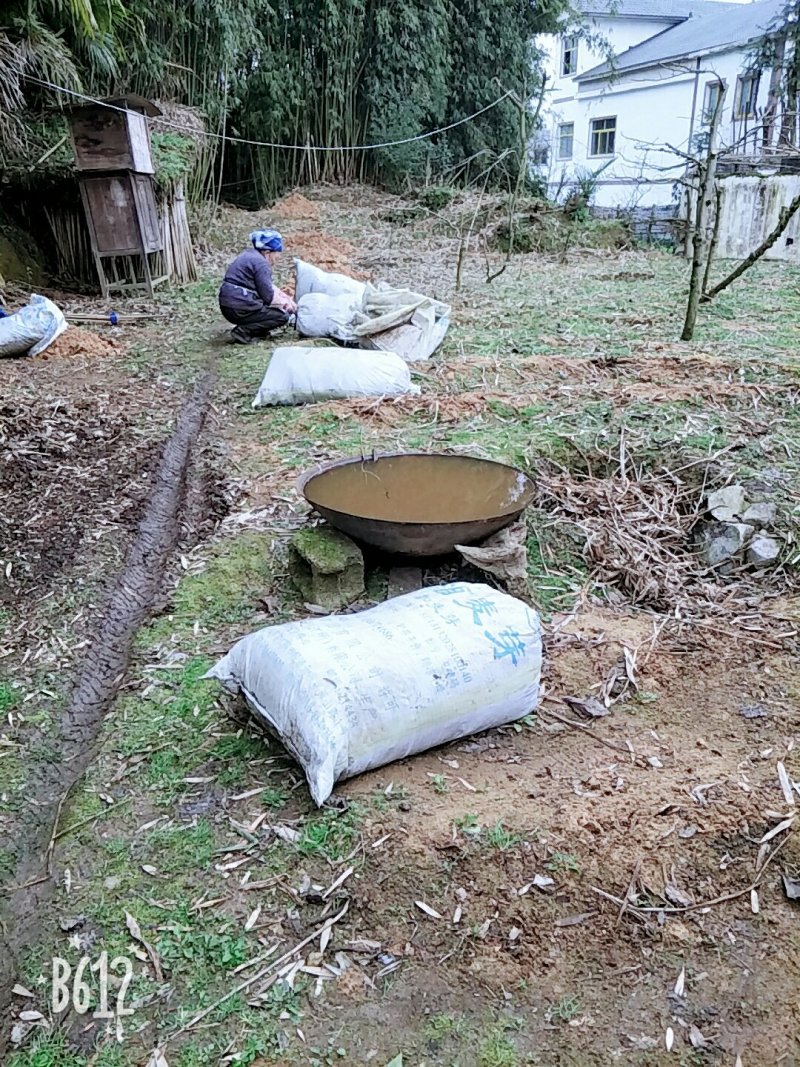 阳荷笋