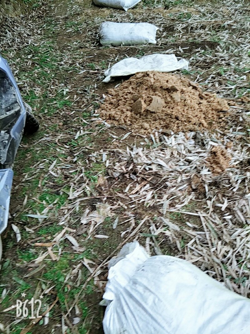 阳荷笋