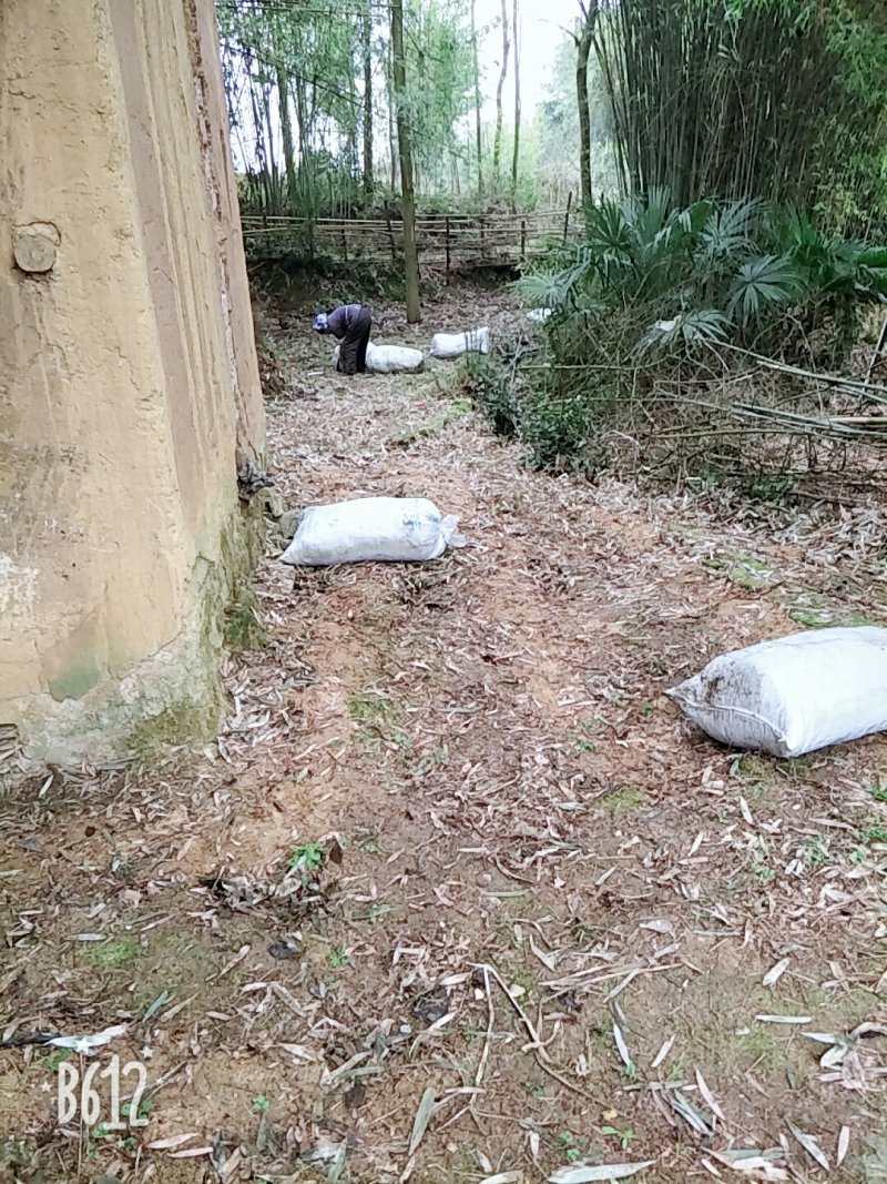 阳荷笋