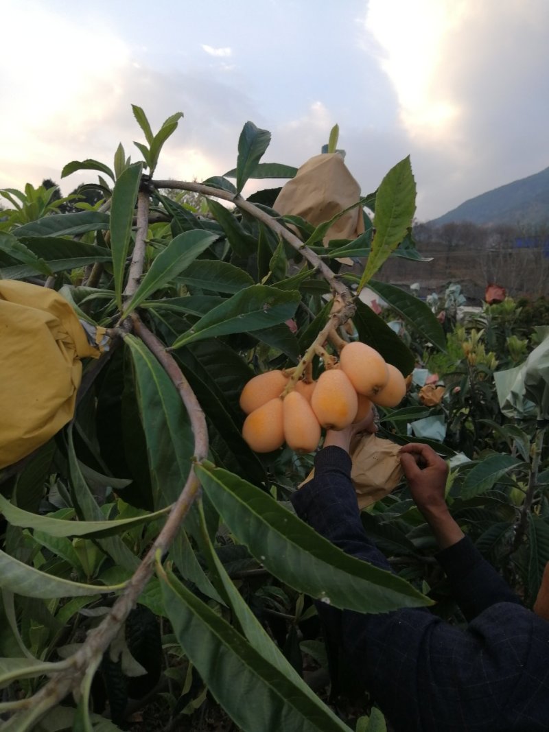代办大凉山早中枇杷，大五星枇杷，整车快递空运到家。