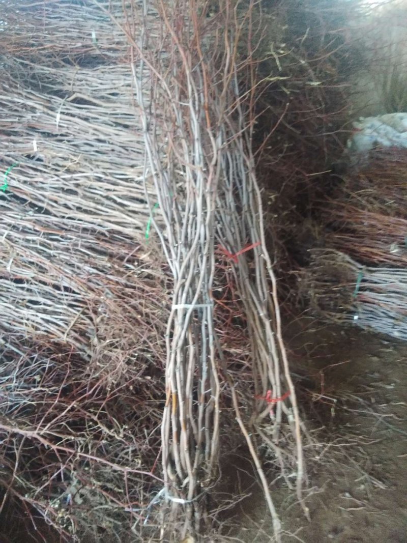冬枣树苗，1代，2代品种纯正提供种植技术