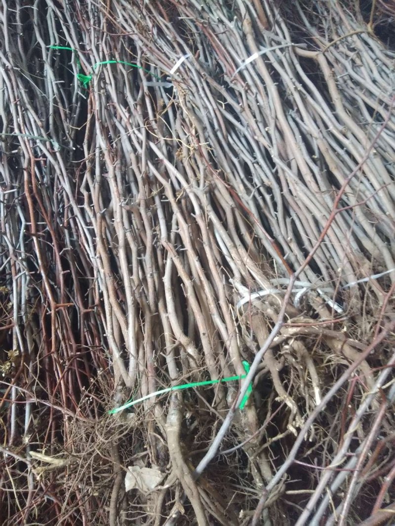 冬枣树苗，1代，2代品种纯正提供种植技术