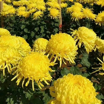 金丝皇菊