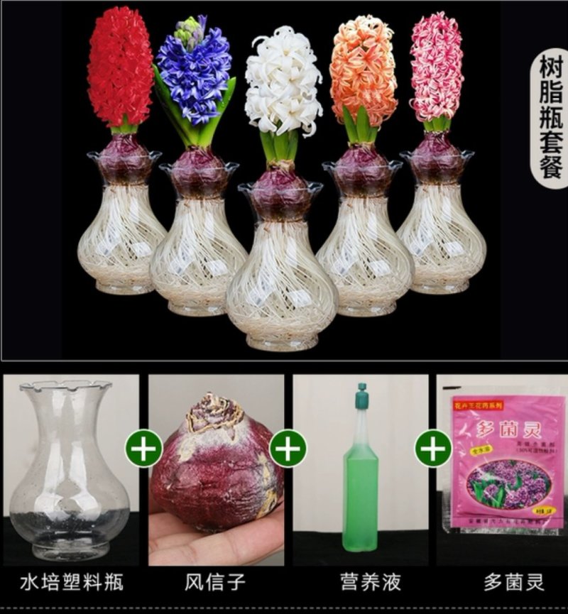 风信子，红，黄，蓝，紫，橙，白，粉。