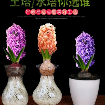 风信子，红，黄，蓝，紫，橙，白，粉。