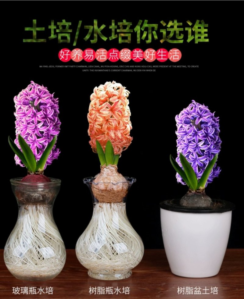 风信子，红，黄，蓝，紫，橙，白，粉。