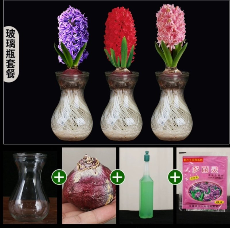 风信子，红，黄，蓝，紫，橙，白，粉。