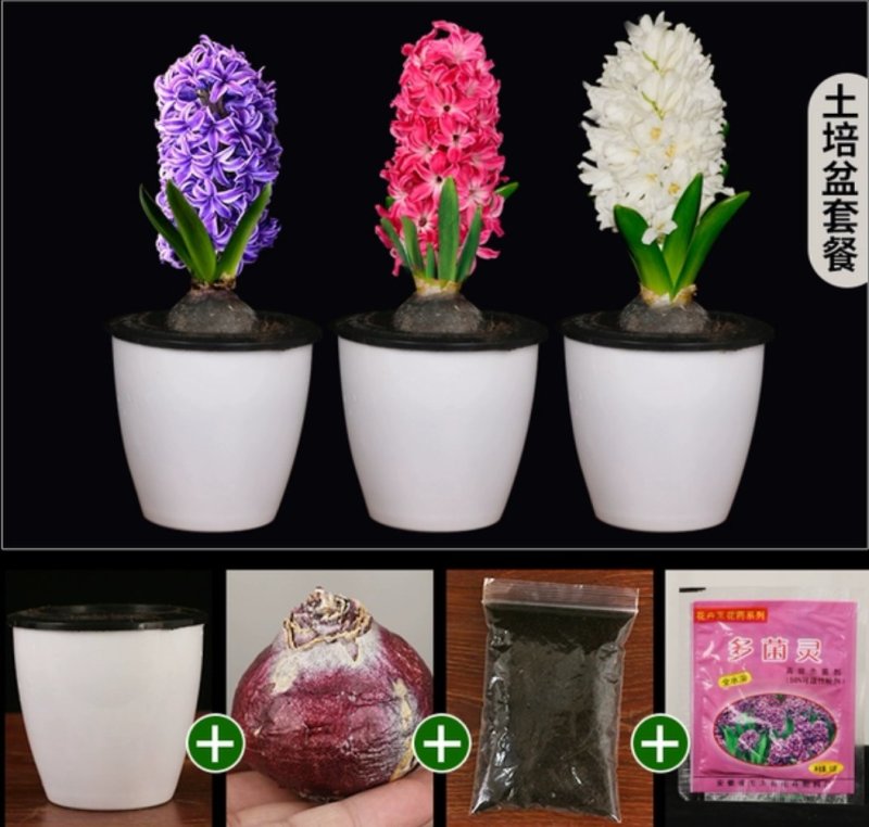 风信子，红，黄，蓝，紫，橙，白，粉。