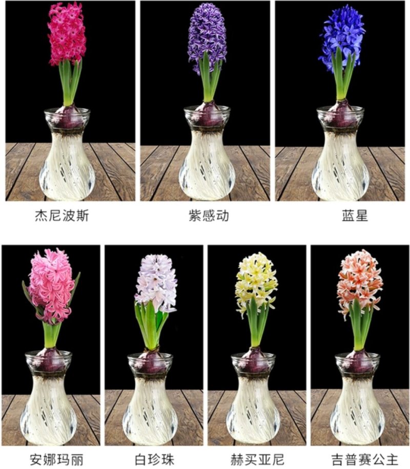 风信子，红，黄，蓝，紫，橙，白，粉。