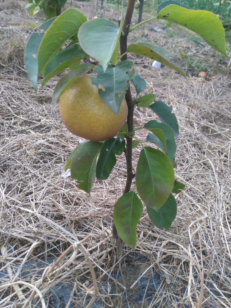 梨树