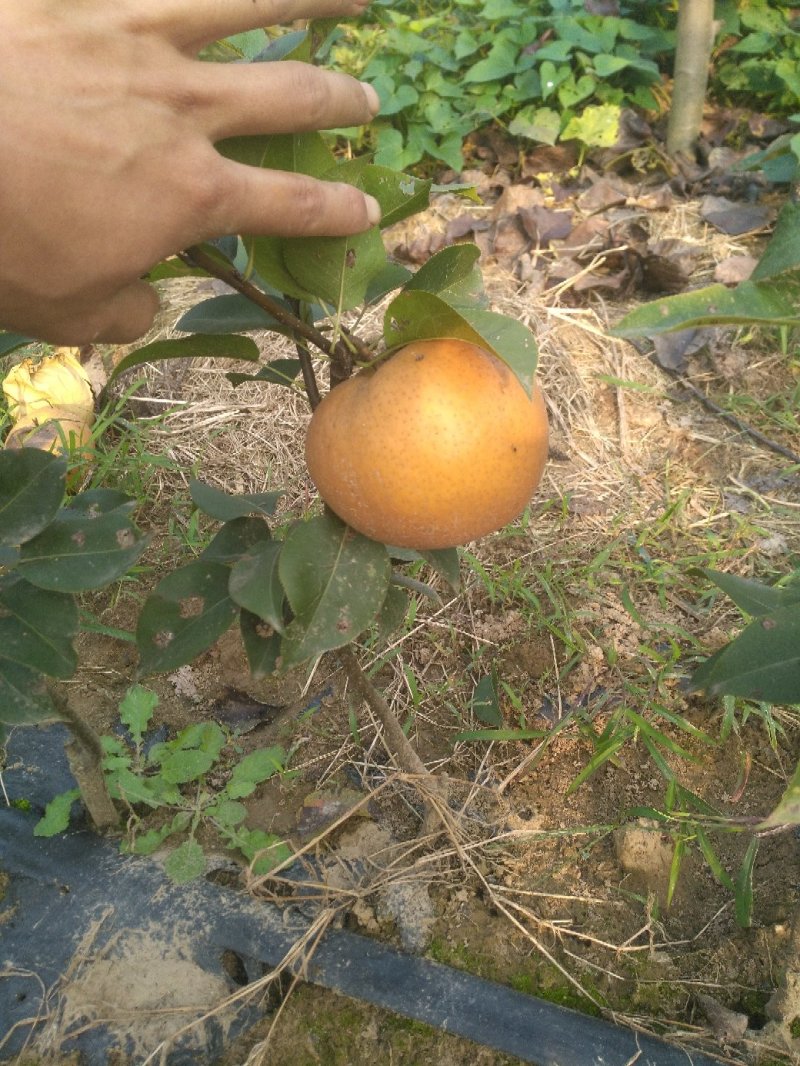 梨树