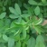 紫花苜蓿草四季牧草种子紫花苜蓿种籽畜牧草种多年生养殖鸡兔