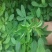 紫花苜蓿草四季牧草种子紫花苜蓿种籽畜牧草种多年生养殖鸡兔