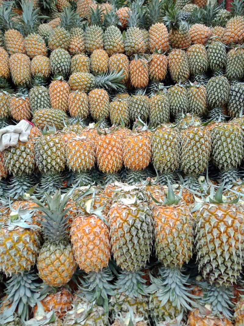 云南香水菠萝一手货源产地直发可一件代发可整车走货