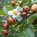 山茶子油