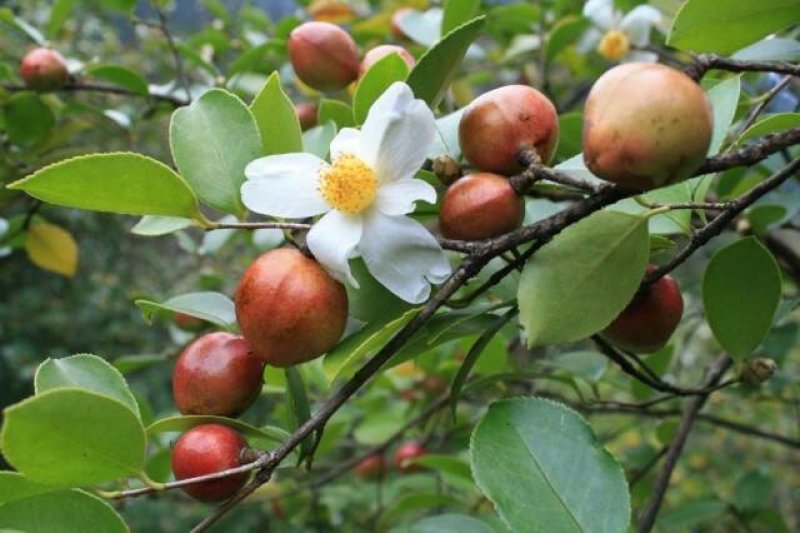 山茶子油