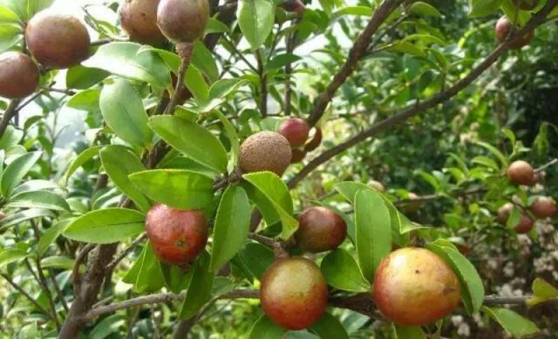 山茶子油