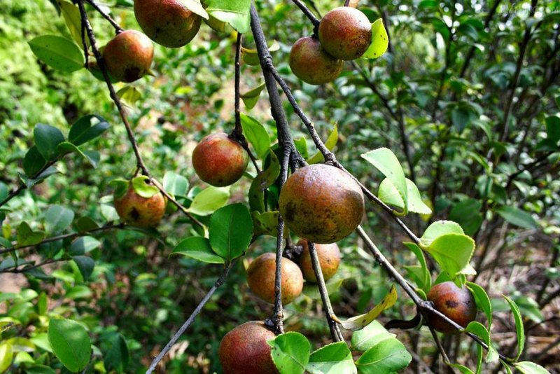 山茶子油