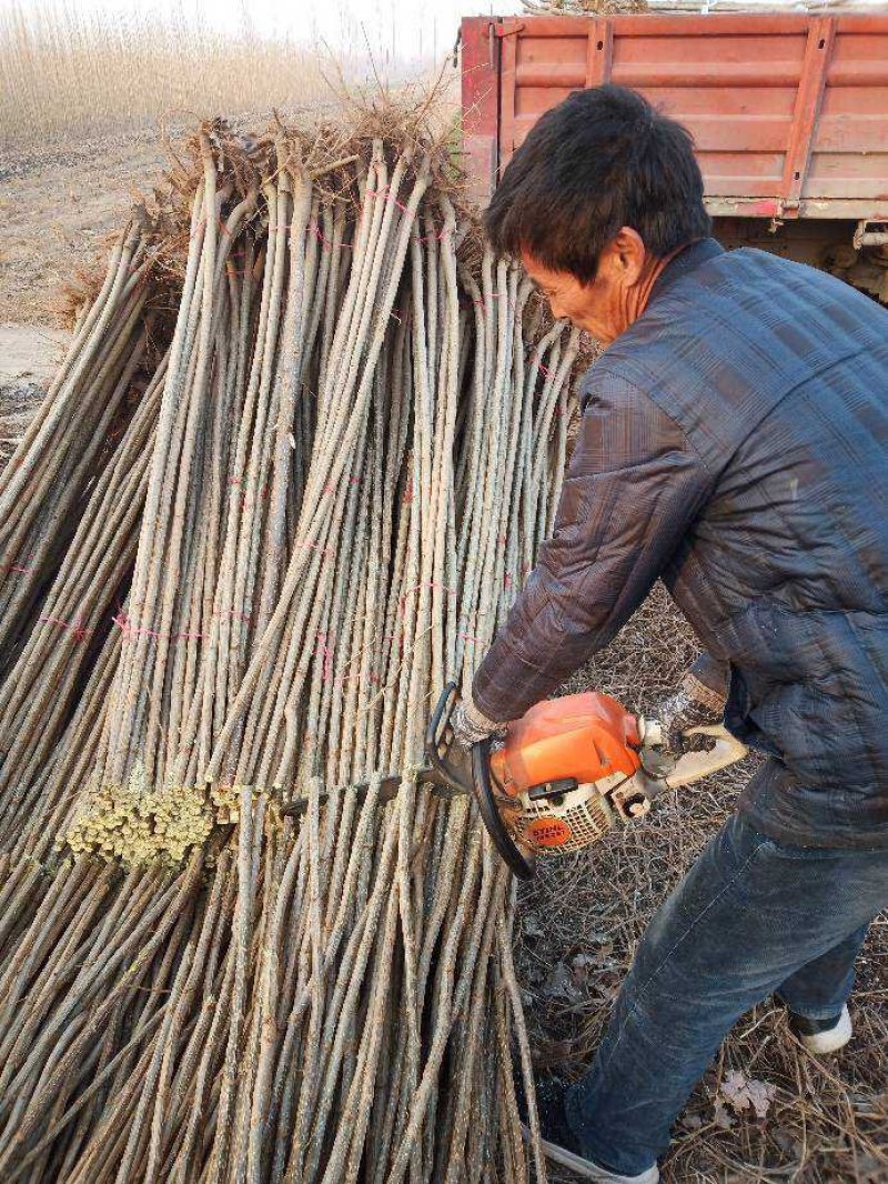 优质107速生杨培育基地，速生杨苗木中转中心，规格齐全