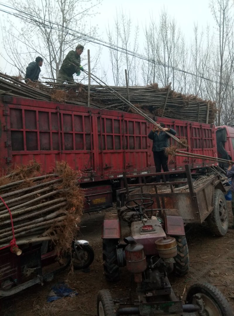 优质107速生杨培育基地，批发销售集散地，1……13公分