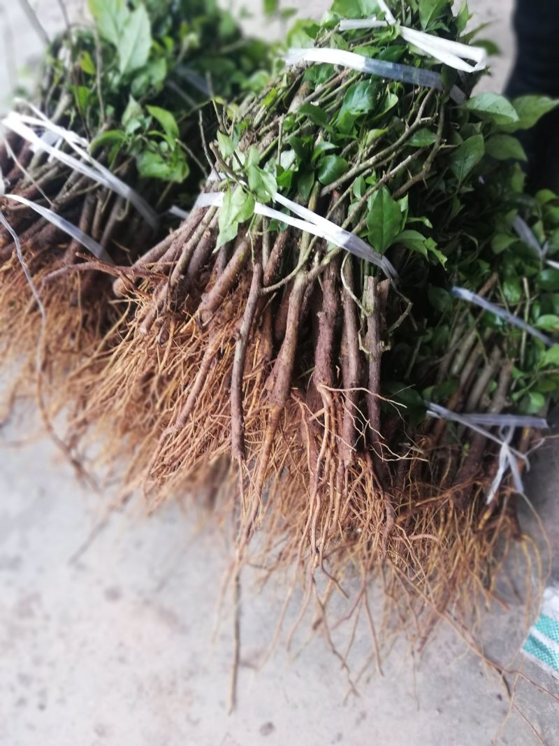 三角梅小苗