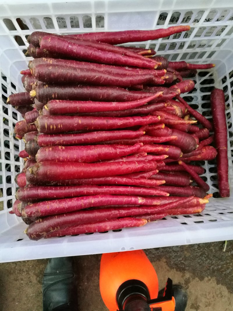 云南早熟鲜蒜苔