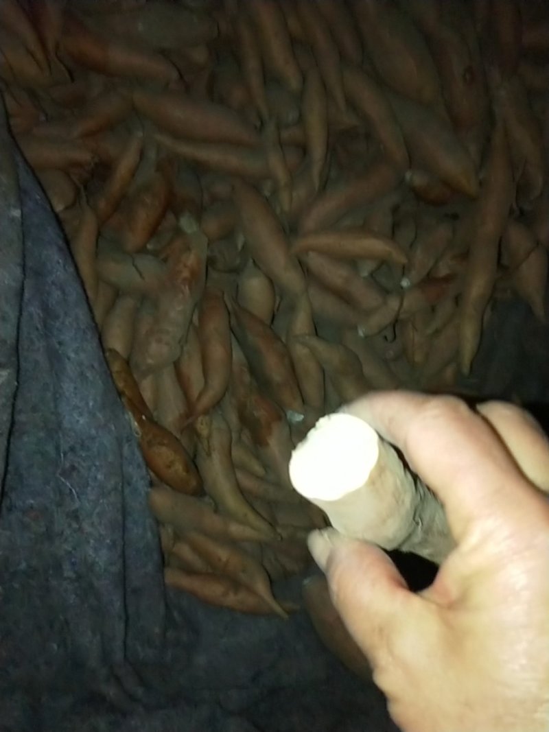 红薯种薯