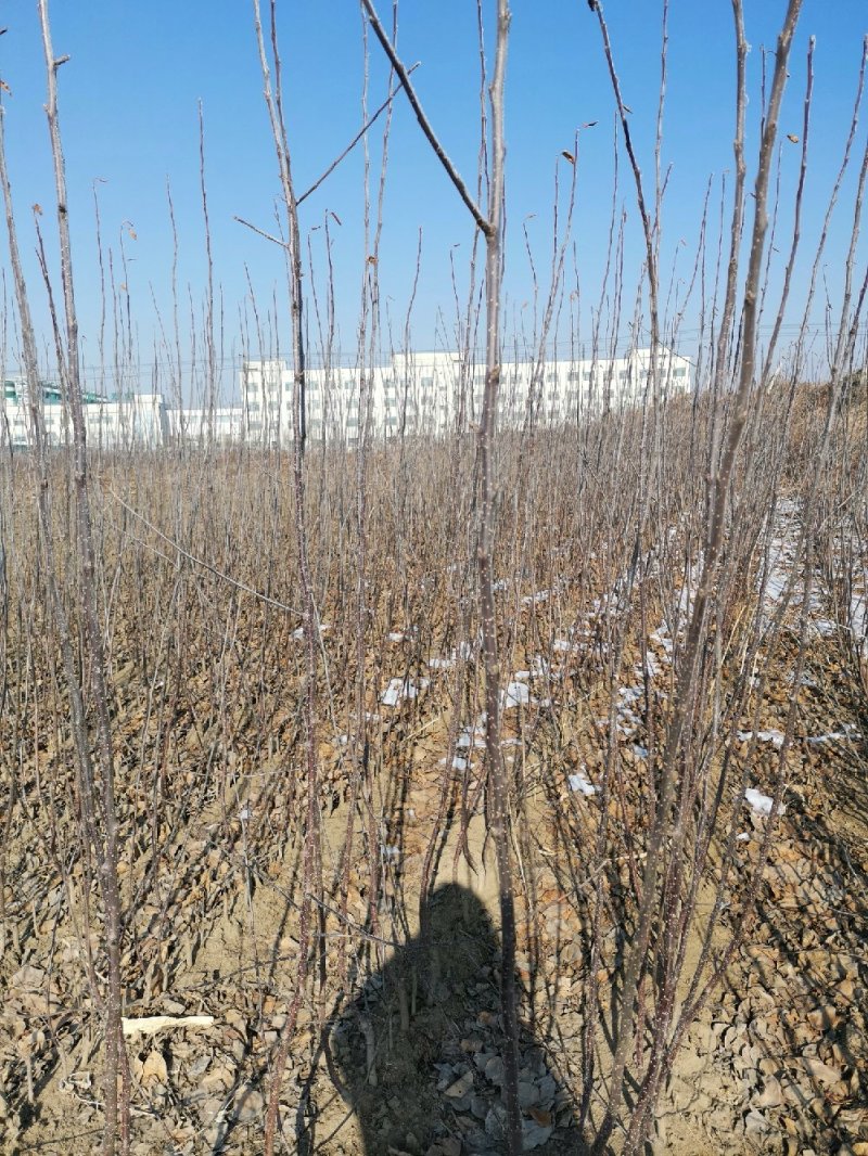 寒地沙果黄太平、红太平、紫太平种苗、丰果123k九