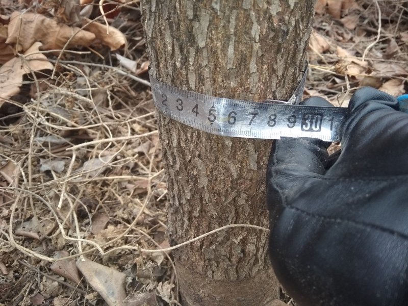 柿子树