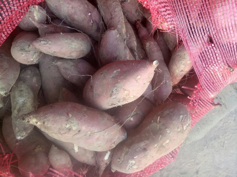 商薯19白心
