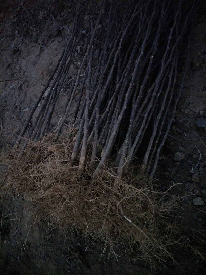 当年大红袍花椒苗，现挖现发，保湿发货包成活