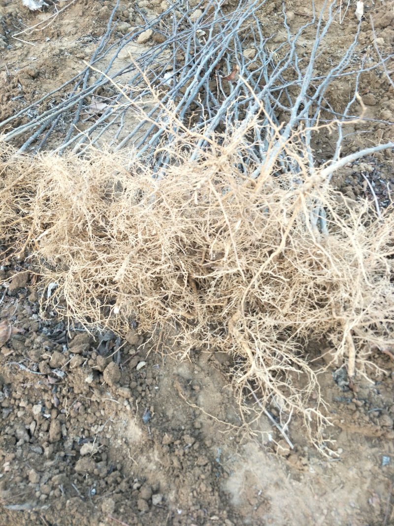 当年大红袍花椒苗，现挖现发，保湿发货包成活
