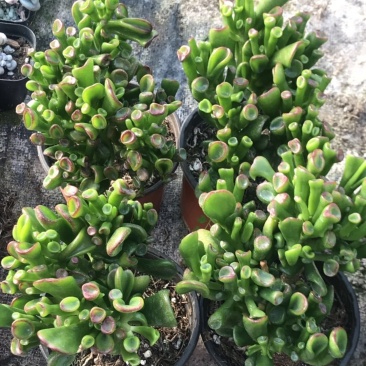吸财树