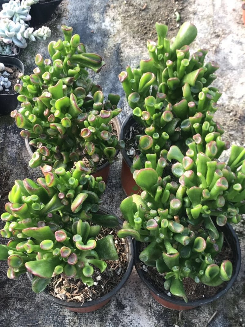 吸财树